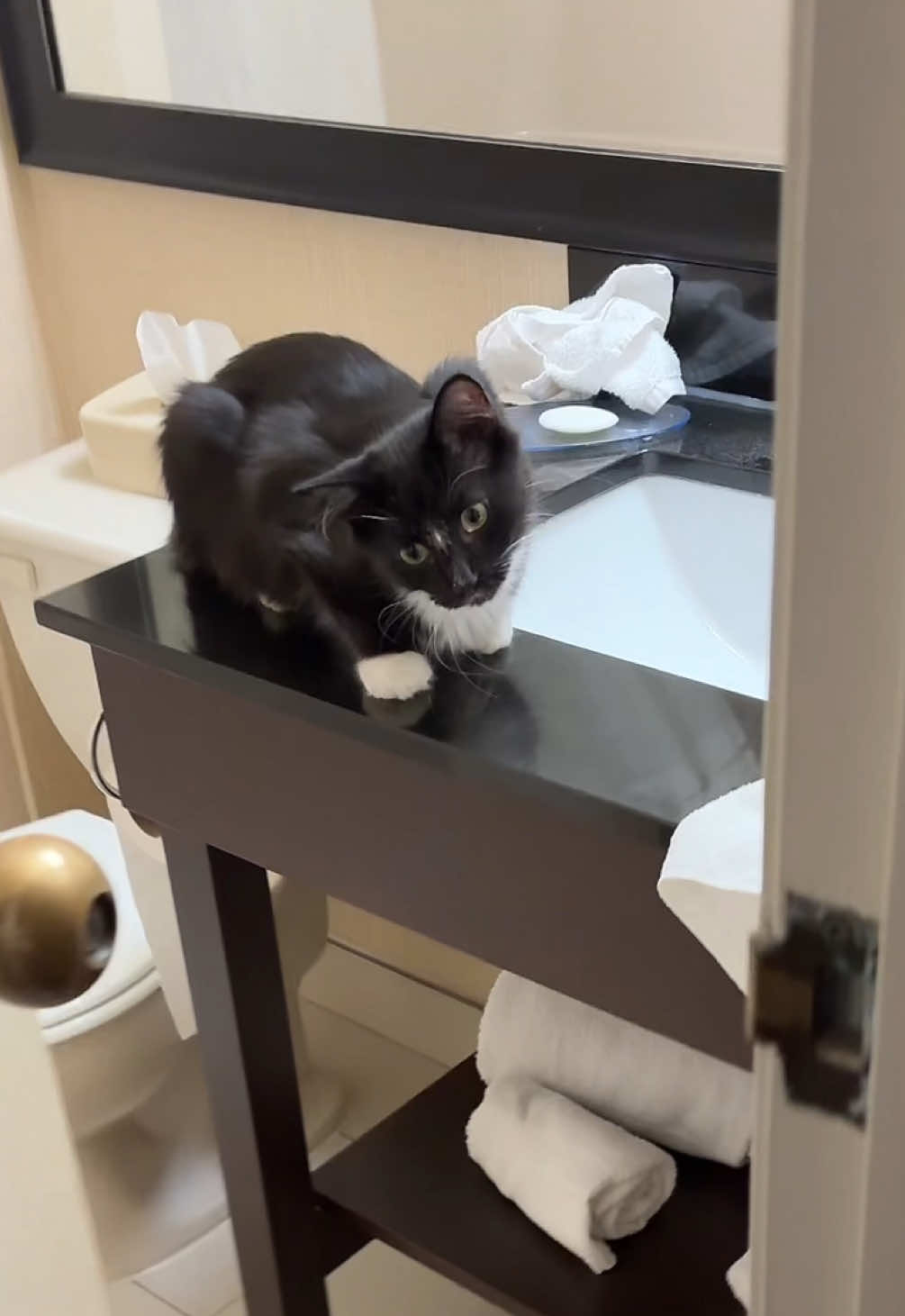 Such a sweet boy :) #catsoftiktok #kitten #cute #funny 