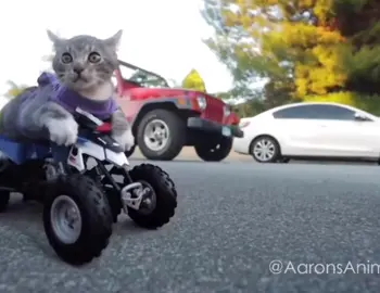 ✌️🥹 #cats #cars #aronsanimals #fyp 