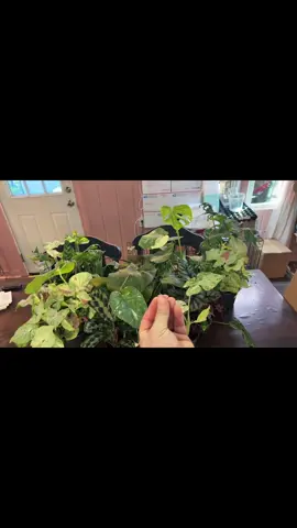 So many shipments, but hey the hubs wanted to make a lil video 😜 #aandbtropics #plantmail #nextdayshipping #PlantTok 