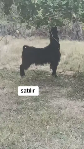 satılır 
