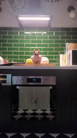 Tera ❤️ #cat #chat #sphynxcat #elfcat 