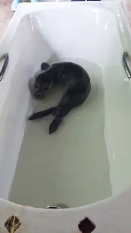 Moonstone is checking out his flippers in the bath👀 You can support our curious boy by adopting him here www.sealrescueireland.org/product/adopt-seal/