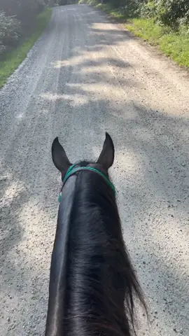 😂🤣my mailgator#fyp #horses