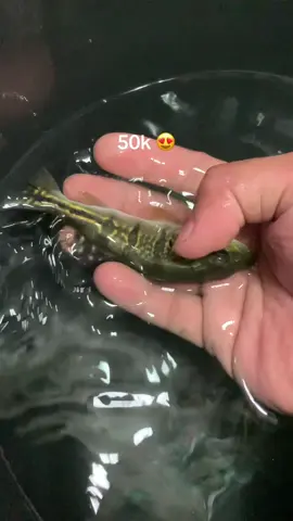 Pbas Orinoco size 12cm #oscarfish #oscarpredatorfish #predatorfish #ikanpredator #pbass 