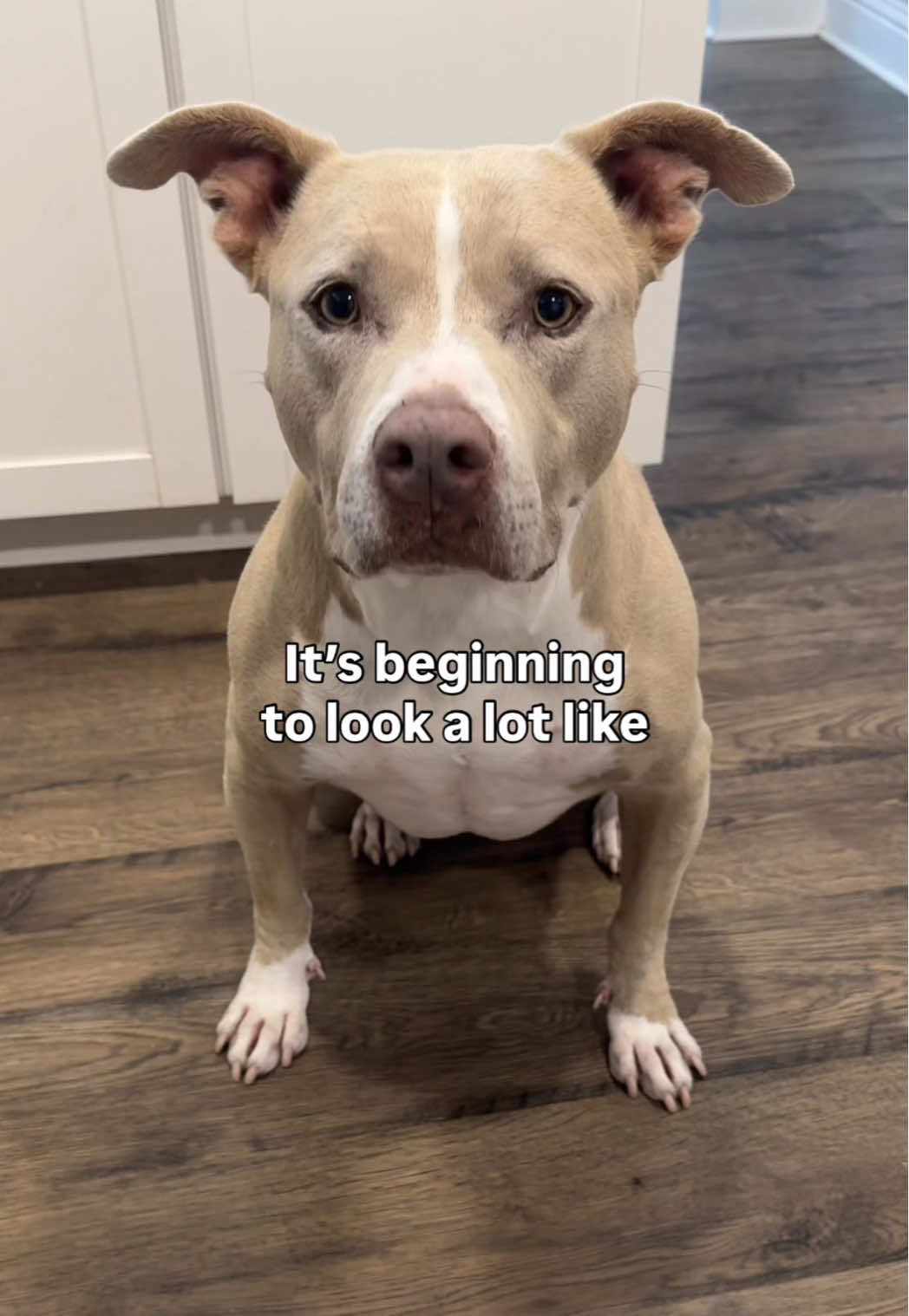 It’s finally that time! 👻 #dogs #dogvideos