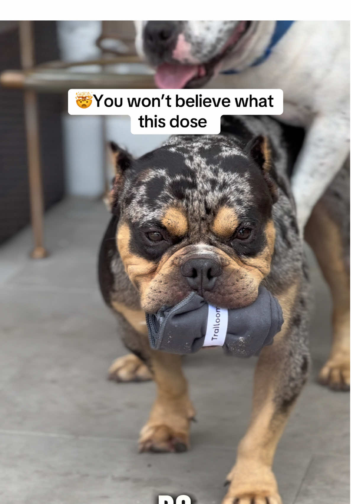 Im telling you Tralloom gym towels are so good the my dogs are fighting for it.#foryoupage #trallomtowels #tiktokmademebuyit #dogs#funny