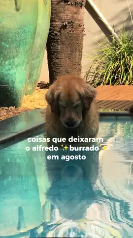 VIDA INJUSTA #goldenretriever 