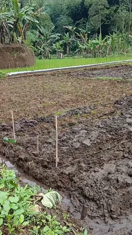 petani muda gabut !!! #petanikubis #petanimilenial #petaniindonesia🇮🇩🇮🇩🇮🇩🌿🌿 #petanimuda 