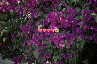 يا خواتي عليه يا خواتي🥺❤️❤️❤️❤️ #foryou #fyp #fyppppppppppppppppppppppp #foryoupage #viral 