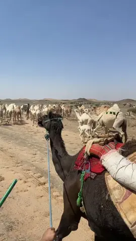 #الشعل #صويريخات_ابن_خويلد_السلات #ذوي_خويلد_السلات #مغاتير #هجيج ا