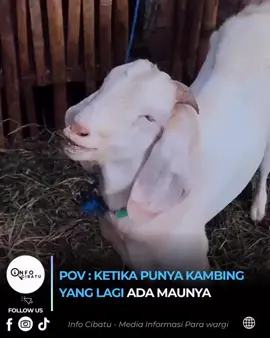 gumasep😂 #kambing #gumasep #videolucu #memelucu 
