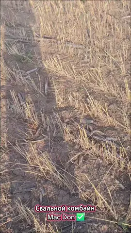 #🌾 #🇰🇿 #flypシ 