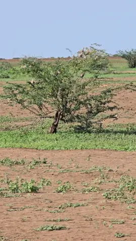 #تصويري_احترافي_الاجواء👌🏻🕊😴 @علي بن محمد بن الوصيص @قطنان الرشيدي 404 @سليم معمرالكميخ الرشيدي 