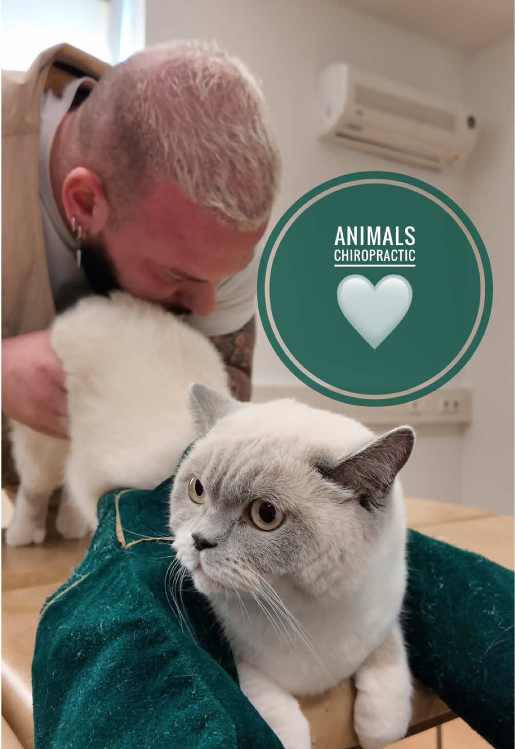 Cat with back pain 🥹🥹🥹 • • • #foryou #asmr #animal #chiropractortiktok #hundeauftiktok 