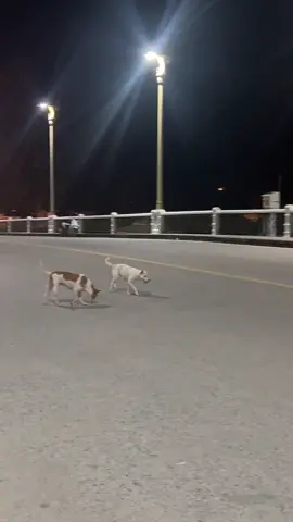 น้องหมาเยอะมาก#มายด์มีนย์ชฎา #คนดังในtiktok #มายด์มีนย์ชฎารีวิว #สบู่ระเบิดขี้ไคลมีนย์ชฎา #tiktokครีเอเตอร์ 