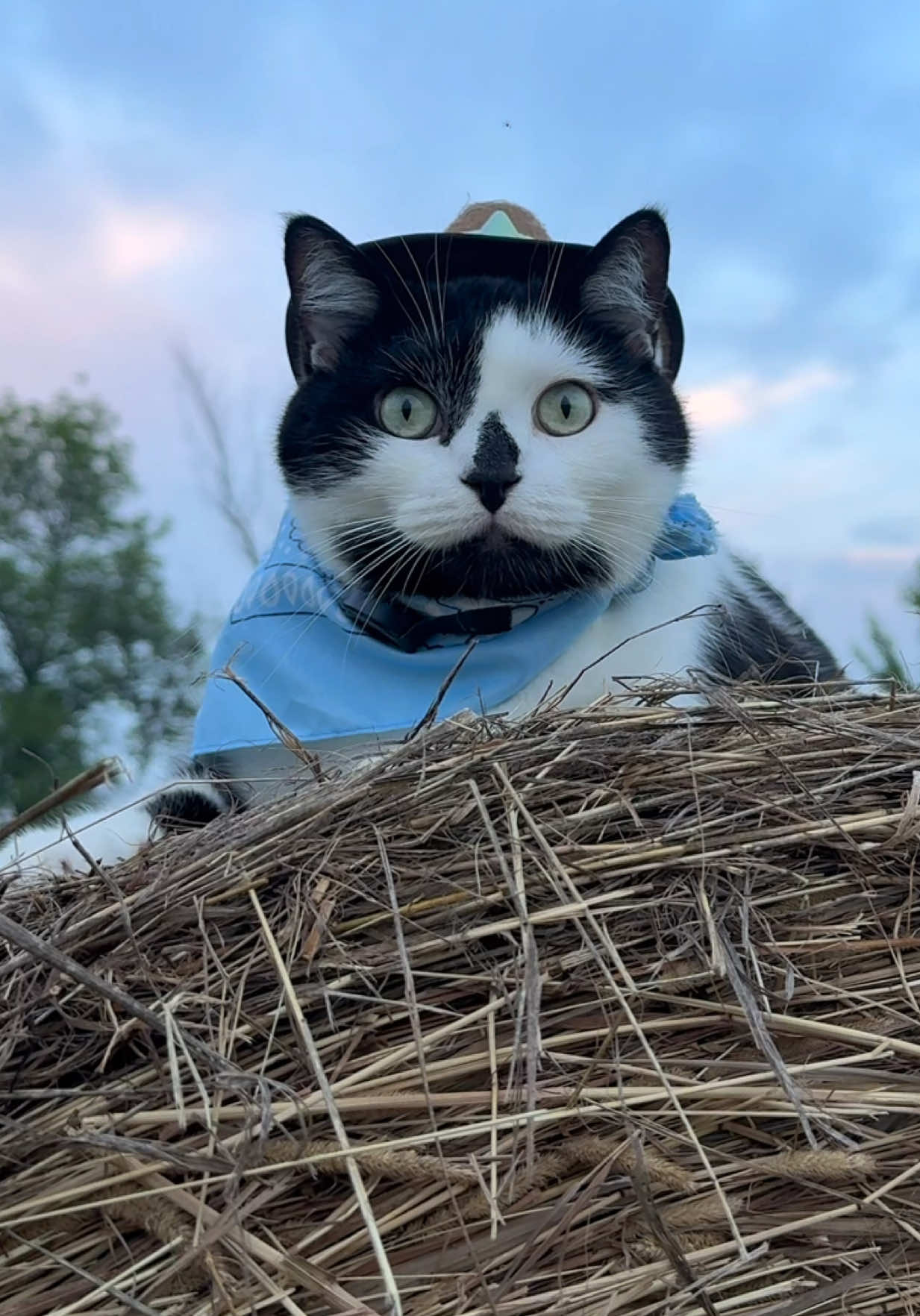 Meowdy purrtners. Lots of hay twine wrangling on this inspection 🧐  If you’re a fan of Jack Spicer’s kitty cat cowboy content please consider being a real cowpoke and subscribing to his Patreon linked in bio 😊 everything helps ❤️  #cat #cats #catsoftiktok #kittycat #cattok 