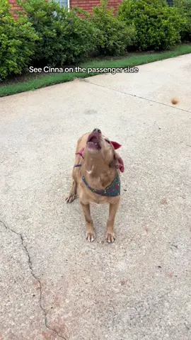 not one mean bone in his little body 🥹🤍  #dogsoftiktok #trend #dog 