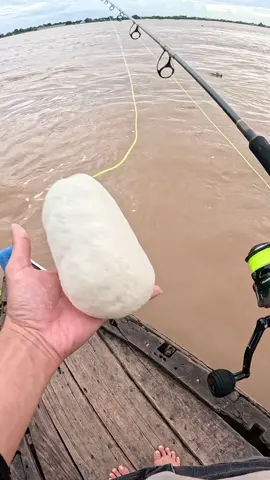 Chúc ae có kỳ nghĩ lễ vv. Kéo cá xệ nách... #chuotchuai #cốtcâucá #cốtchuathơm #vồđém #fishing 