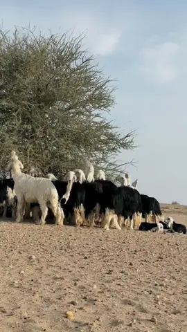 #الماركه_النجديه🔥 #الاغنام_نوادر_النجدي #fypシ #foryoupage #نجدي🔥 #اكسبلور #foryou #LiveForTheChallenge #fyp #GoalwithChery #اكسبلورexplore #الاغنام_النجديه #مهرجان_نوادر_الخليج🔥 #غنم_نجد #efectoboomerang #ترند_تيك_توك #نوادر #غنم_صنف #Funk 
