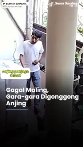 Anjing bukan cuma sahabat setia tapi juga penjaga rumah yang penuh loyalitas. #dogsoftiktok #guarddog #genjiglory #fypシ #doglover