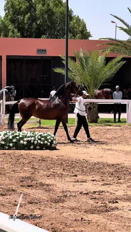 حبيبتي عنود 