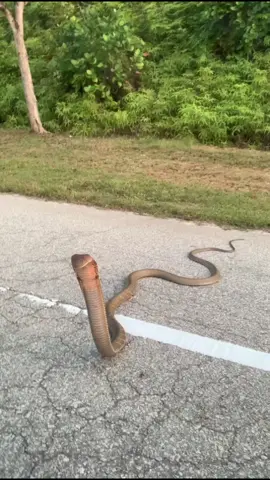 King cobra Spotted.. #kingcobra #puven1089 