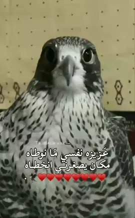 مكان يصغرني انخطاه🫱🏻‍🫲🏼♥️♥️♥️♥️♥️♥️♥️♥️♥️♥️♥️♥️♥️♥️♥️♥️♥️🦅 #صوب_خليل_خلق_للجمله🎶❤🔥💔💔✅ #لايك_متابعه_حركة_الاكسبلور❤🦋explorer #ليبيا🇱🇾 #شعب_الصيني_ماله_حل😂😂 #fyyyyyyyyyyyyyyyyd 