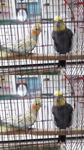 الحلوين بزياده💞💞