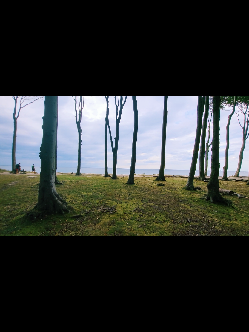 #gespensterwald #nienhagen #Meer #Seele #mecklenburgvorpommern 