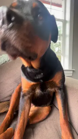 When your dog thinks she is a cat and learned to hiss