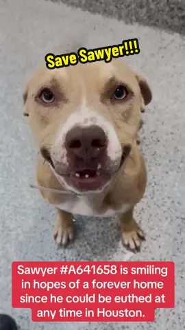 Out of state adoption is possible! Fill out the app in my bio! @Alix Earle @Braxton Berrios @Houston Texans #rescuedog #rescuedogarmy #dog #adoptdontshop #shelterdog 