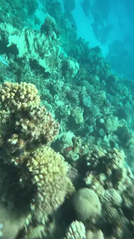 #البلوهول #دهب #DAHAB #sharmelsheikh #اكسبلور 