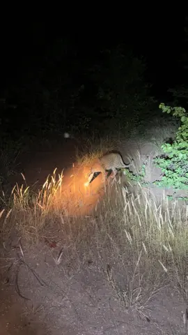 Leopard at night. #night #nighttime #nightsafari #leopard #kruger #shingdwedzi #animals #gamedrive #safari #big5 #fyp #follow 