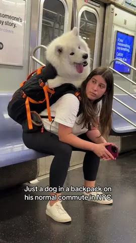 Dogs have to be in bags in the NYC subway! #nyc #samoyed #dogsoftiktok 