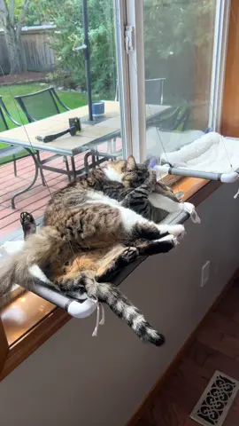 When personal space is just a suggestion 😹 #cattok #catsoftiktok #trend #fyp #viral 