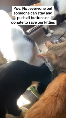 Pov. Not everyone but someone can stay and push all buttons or donate to save our kitties