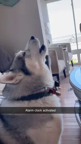 Sing along #sky #playboicarti #husky 