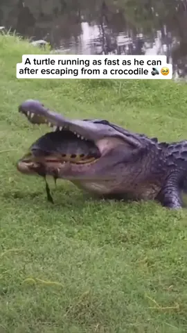 The video shows a crocodile nearly catching a turtle, but the turtle manages to slip free and run as fast as it can to escape. Although it wasn’t particularly quick, its effort and timing allowed it to get away safely. In general, turtle speed varies by species. Some, like softshell turtles, can move surprisingly fast on land, while others are much slower and rely more on their shell for protection than on speed. Credit unknown  Please DM us for credit  #animals #animallovers #turtle #turtlerunning #crocodile 