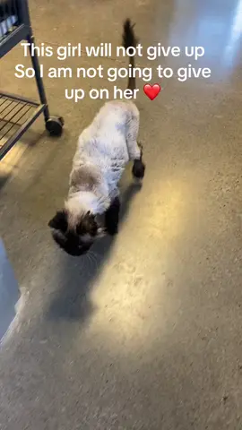 #wcjcanimalshelter #animalsoftiktok #rescue #easttennessee #johnsoncitytn #animalshelter #sheltercats 