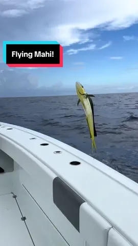 Gotta keep the boat clean… #Lyonfish. Instagram link in bio. No fish were harmed. #florida #mahi #fish #fishing 