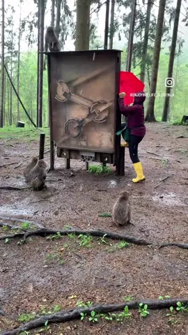 No food for lazy man they say #forest #zoo #feeding #monkey #process 
