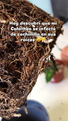 La molesta cochinilla 😒espero que esto me sirva 🥺. La descubrí porque vi hormigas alrededor de mis plantas , supuse que no era normal y cuando investigué supe que las hormigas van a las plantas que tienen cochinilla porque al chupar la salvia, las cochinillas liberan una “miel” que les gusta mucho a las hormigas.  Tienen algún tip que me puedan por si regresa la cochinilla ? Las/os leo . #plantlover #plagas #cochinilla #plantiterapia #calathea 