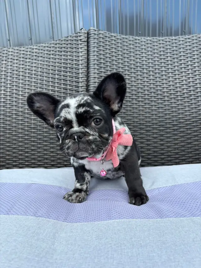 She is PAWFECTION 🎀🩷 #puppy #frenchbulldog #frenchiepuppy #frenchie #potatotiktok 