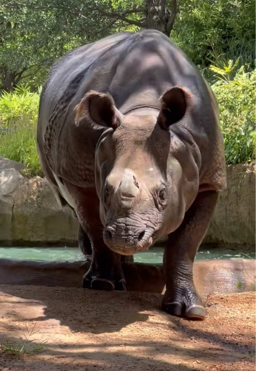 If not dinosaur, why dinosaur shaped? 🦖🤷‍♂️ 📸: Keeper Sam