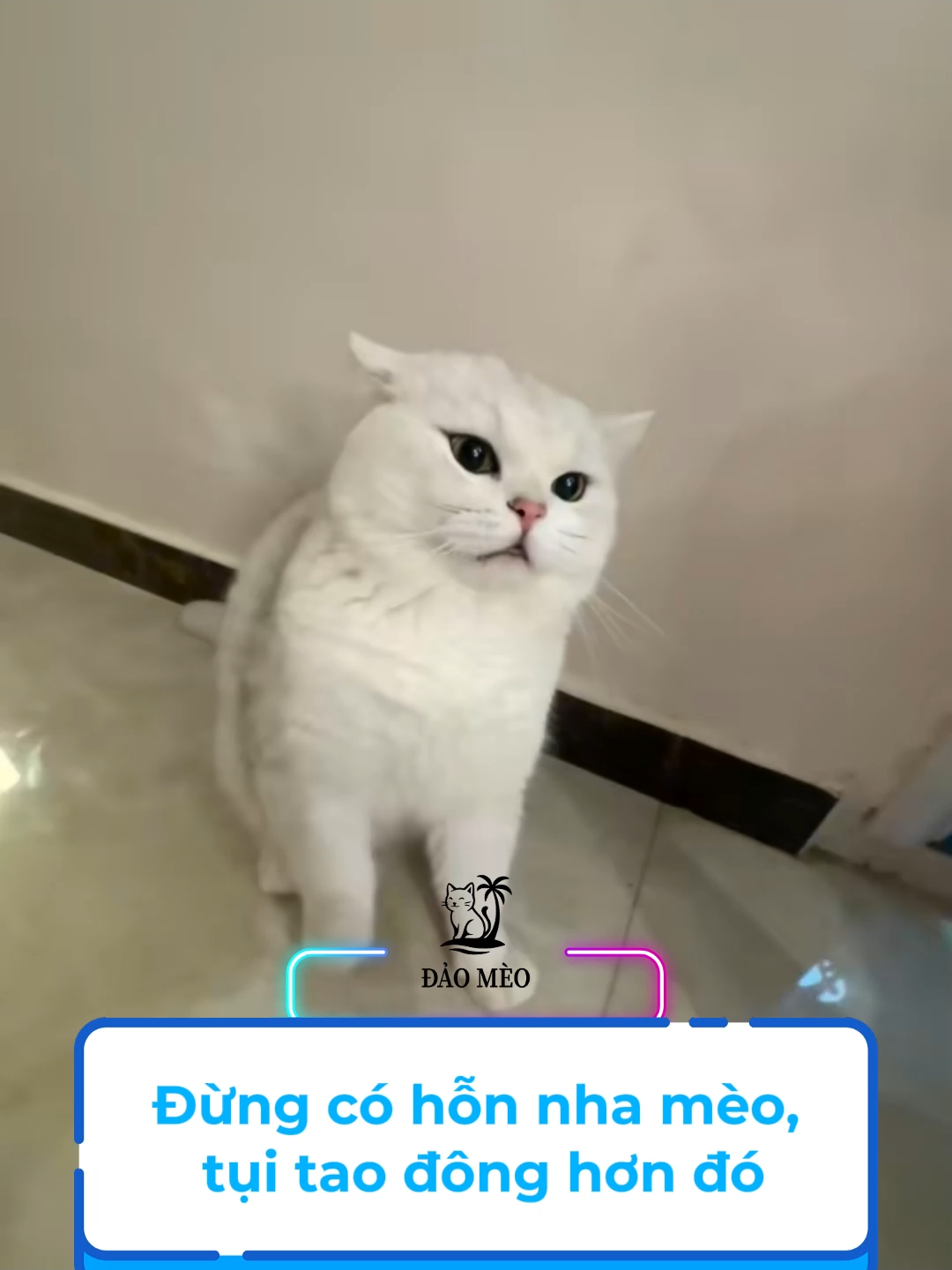 Đừng có hỗn nha mồn lèo, tụi tao đông hơn đó #đảomèo