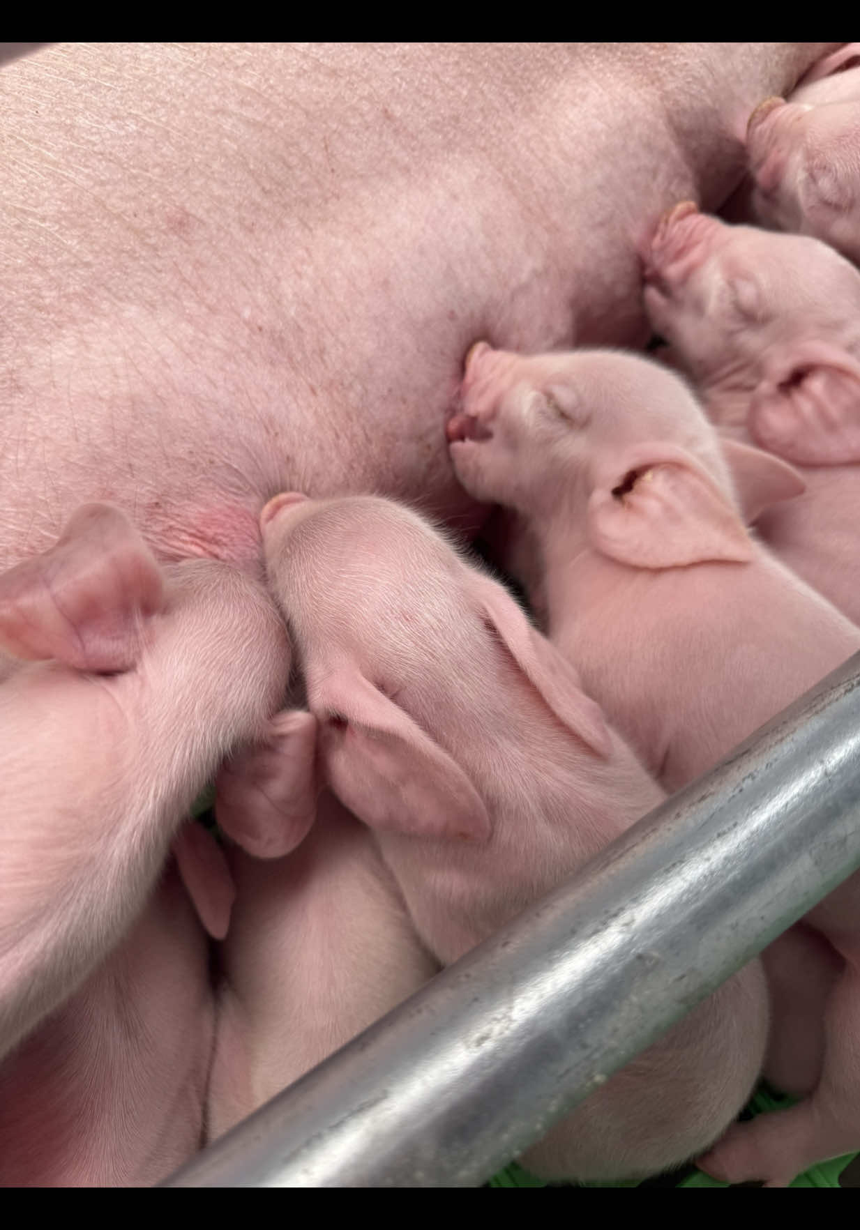 #porcicultura #cerdito #fvpppppppppp #fvp #campo 🥰
