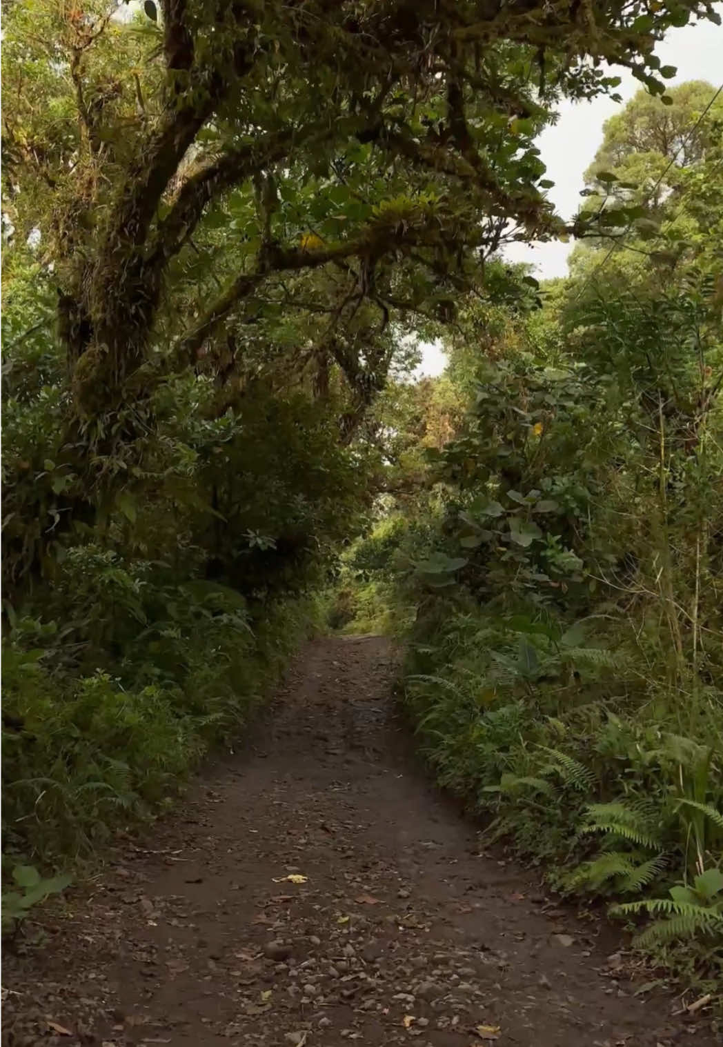 #Hiking #relaxing #forest #nature #costarica 