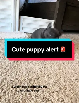 He’s such a rebel I love it 😆 . #frenchiesoftiktok #fyp #puppy #frenchbulldog #trending 