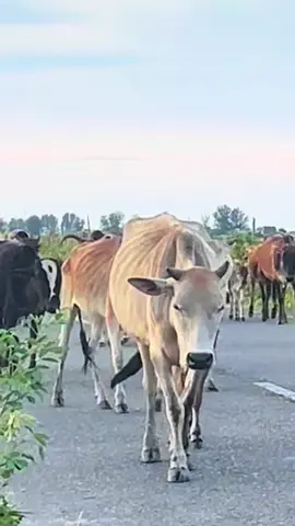 Dance cow #trendingvideo #vacaslindas🐄🐄🐄🐄🐄🐄 