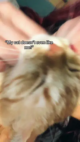 U jus gotta treat them like a spoiled little toddler trust me #cats #cute #catperson #patient 